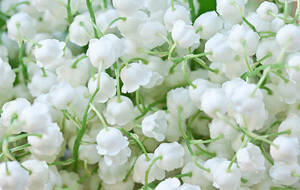 1er Mai